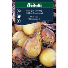 Frö Lök Gul 'Rijnsburger 5' Weibulls